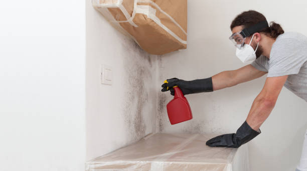 Attic Mold Remediation treatment on roof deck in Burke