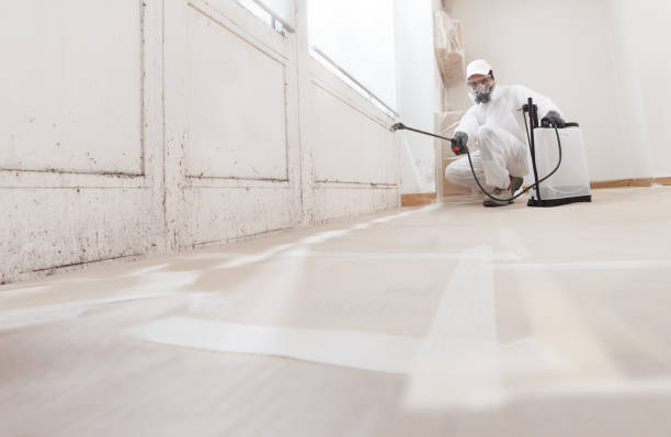 Black mold remediation team in Burke